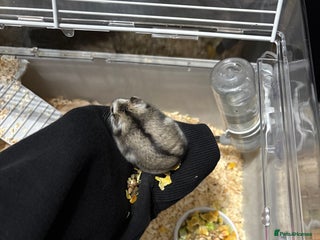 Hamster rodents Russian Dwarf Hamster - Advert 12