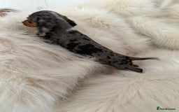 Miniature Dachshund dogs for sale: Stunning Silver & Chocolate Dapple Miniatures - Image 29