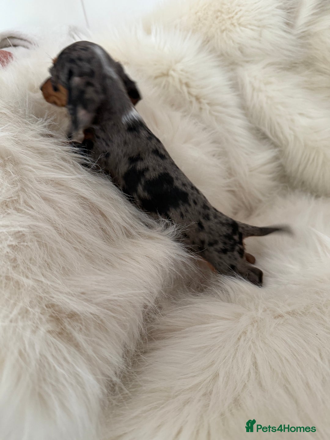 Miniature Dachshund dogs for sale: Stunning Silver & Chocolate Dapple Miniatures - Image 29