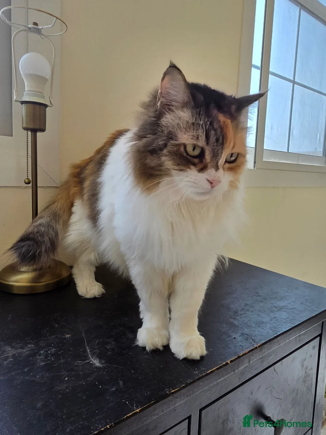 Mixed Breed cats for adoption: Quiet Nova - Advert 2