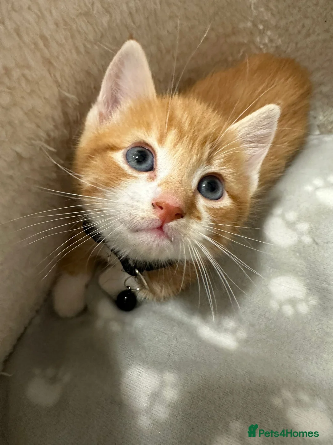 Mixed Breed cats for sale: 4 Adorable Ginger Kittens - Advert 7