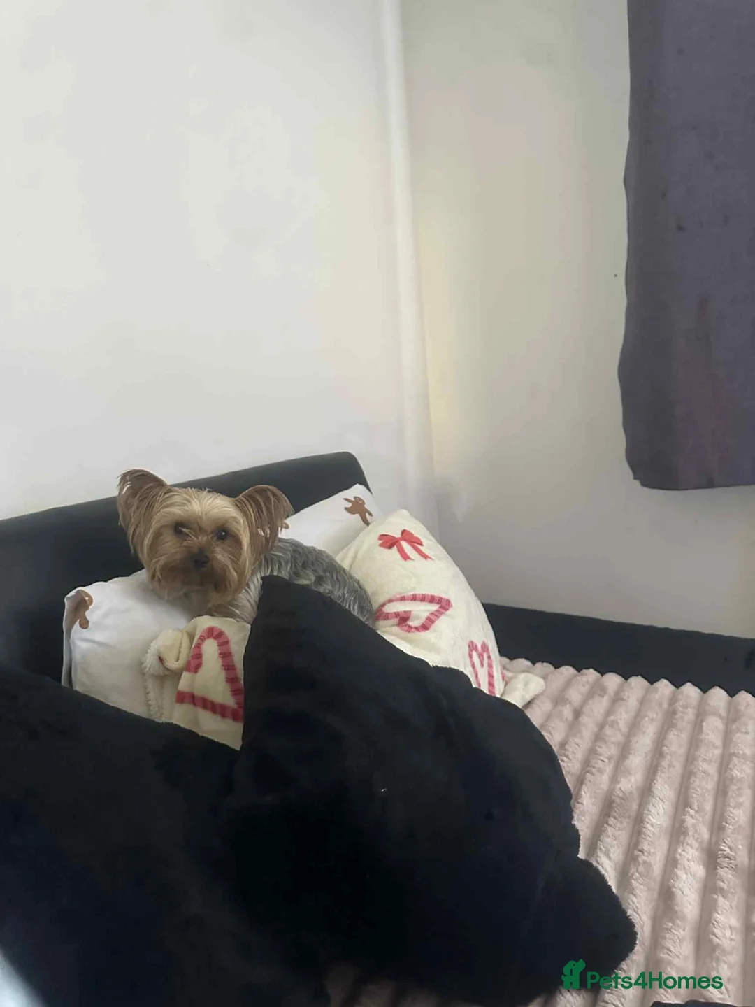 Yorkshire Terrier dogs for sale: yorkshire terrier and baby boy - Advert 3
