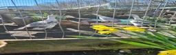 Waterfowl poultry for sale: 9 Runner hens and 1 Drake breeding/laying group  - Advert 7
