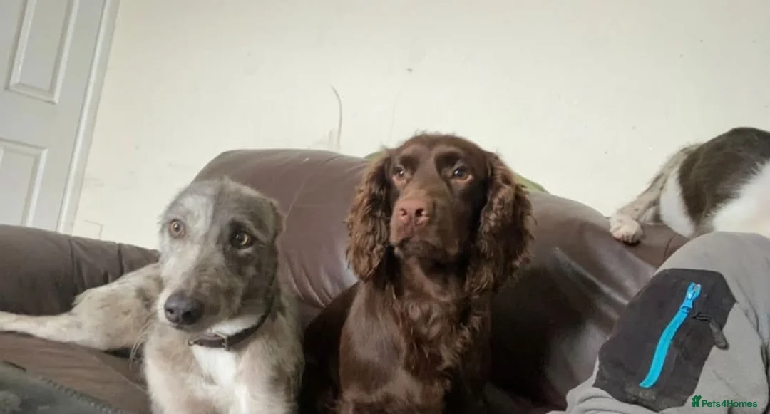 Cocker Spaniel dogs for sale: Quinn - Advert 2