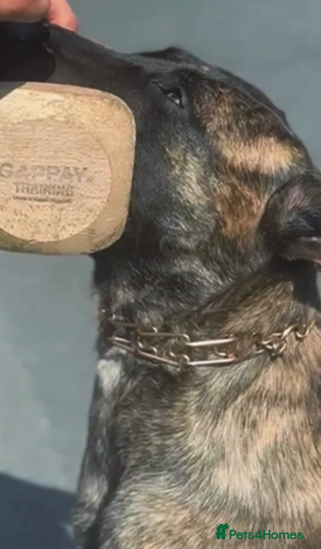 Belgian Shepherd Dog dogs for sale: Very Promising Working Puppy  - Advert 2