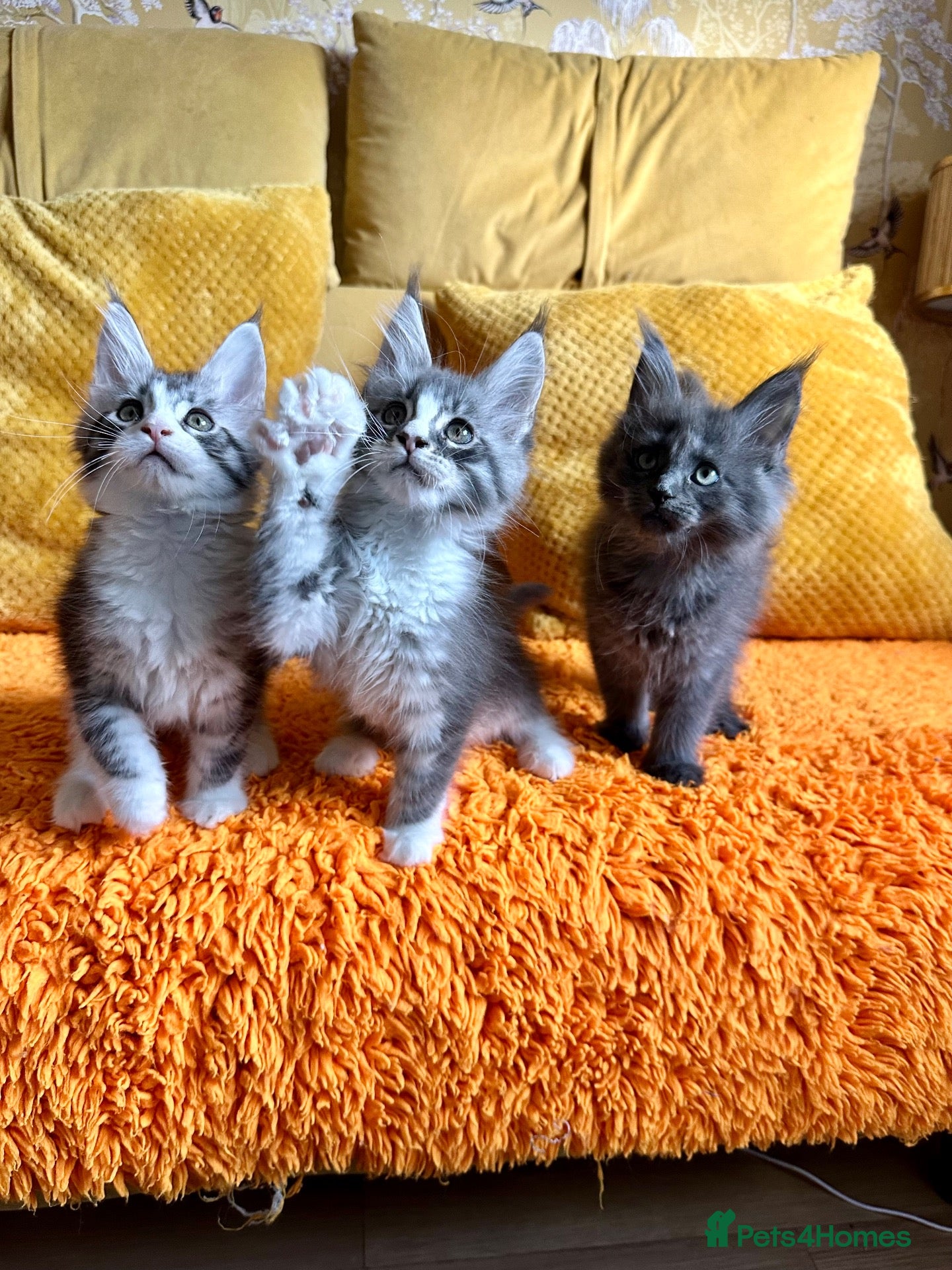 Maine Coon cats ⭐️⭐️TICA Registered ⭐️⭐️ - Advert 5