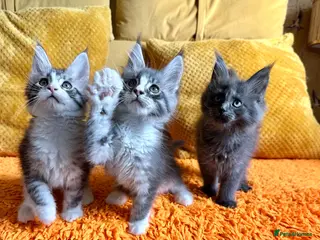 Maine Coon cats ⭐️⭐️TICA Registered ⭐️⭐️ - Advert 5