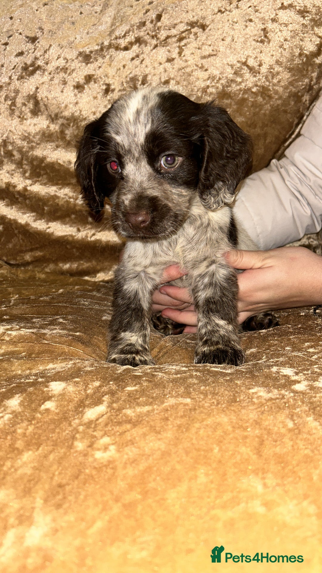 Cocker Spaniel dogs for sale: One adorable girl left  - Advert 3