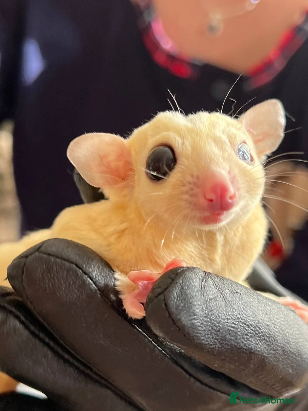 Sugar Glider rodents for sale: ✨ EXCEPTIONAL SUGAR GLIDER CLAN  - Advert 21