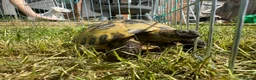 Tortoise reptiles for sale: Horsfield tortoise in Stockton-on-Tees - Advert 7
