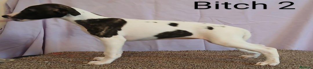 Whippet Puppy 5