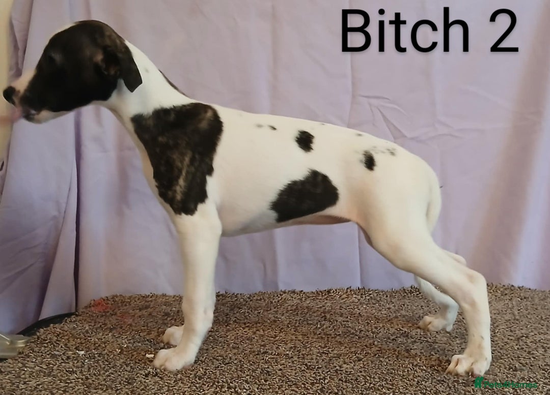 Whippet dogs for sale: KC registered whippet puppies  - Image 2