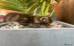 Mixed Breed cats for sale: Mouse — Rescue Kitten Looking for a Forever Home - Image 6