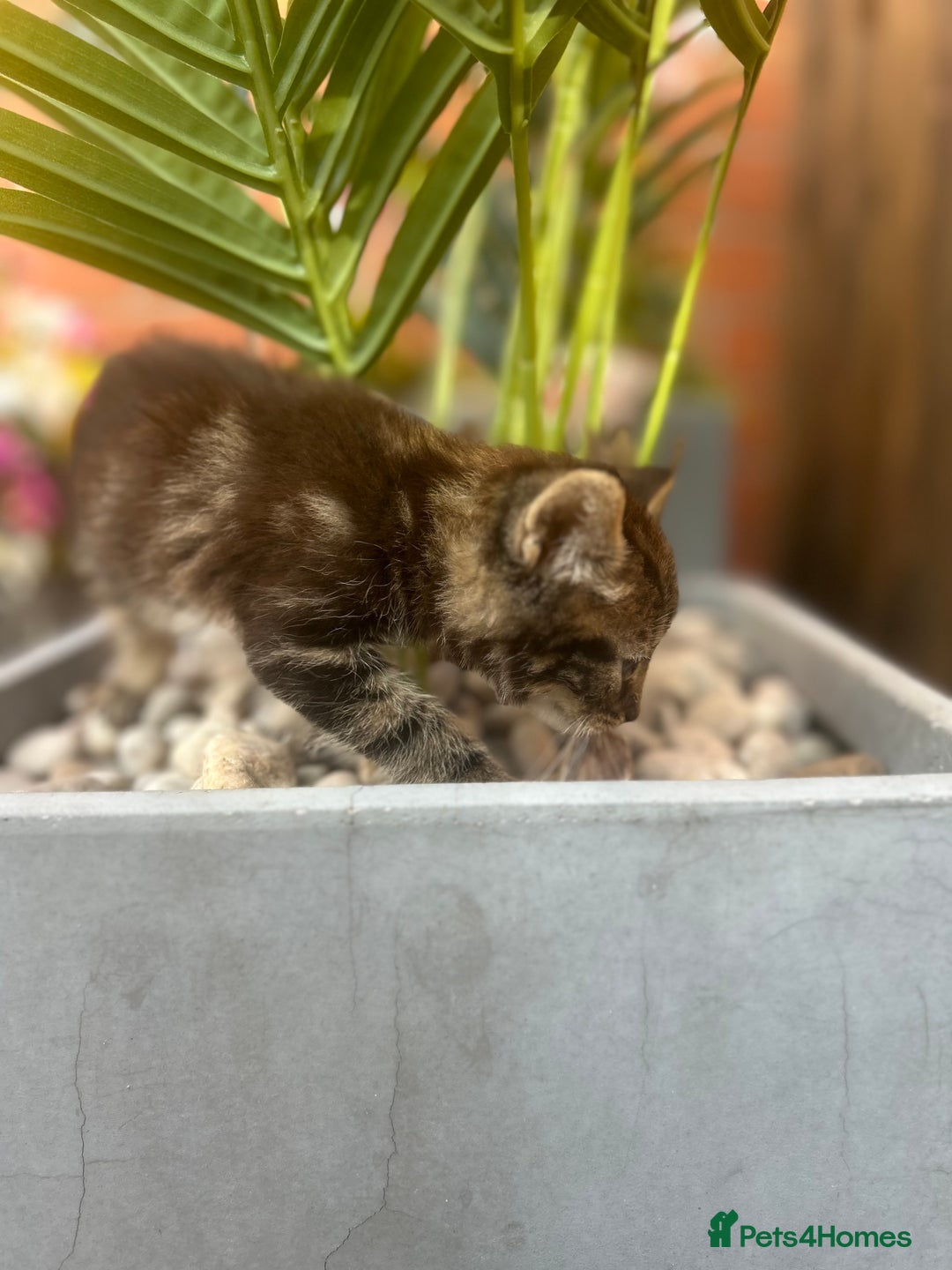 Mixed Breed cats for sale: Mouse — Rescue Kitten Looking for a Forever Home - Image 6