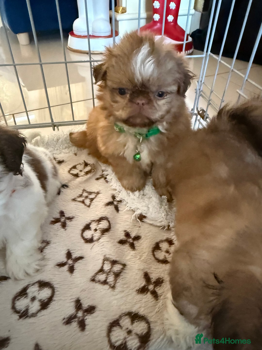 Shih Tzu dogs for sale: IMRERIAL SHIHTZU PUPPIES - Advert 19