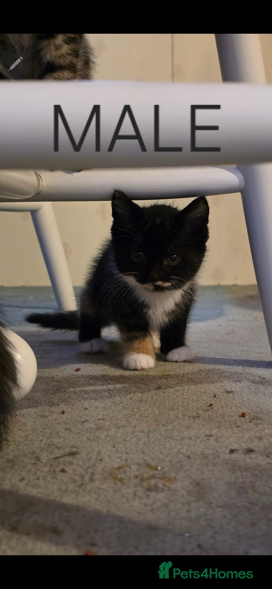 Mixed Breed cats for sale: 2 boys 2 girls kittens available 9 weeks - Image 7