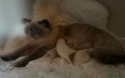 Ragdoll cats for sale: Stunning mink Ragdoll baby’s! 🩶🐱🩶 - Image 15