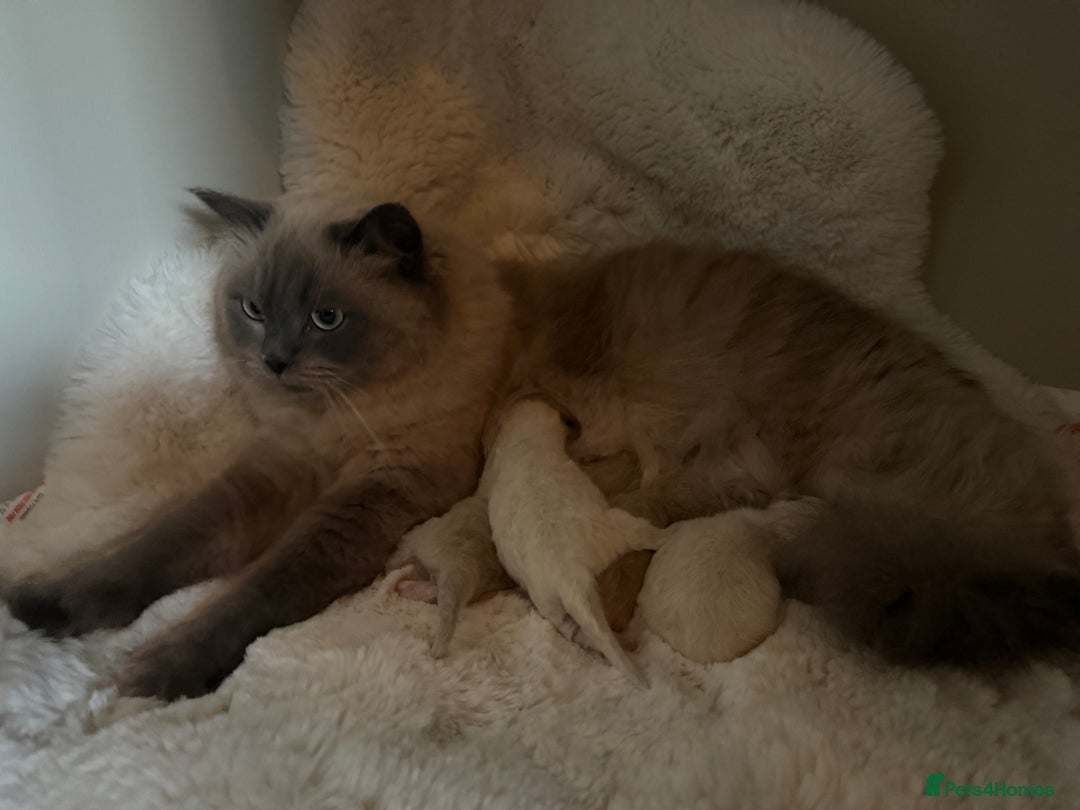 Ragdoll cats for sale: Stunning mink Ragdoll baby’s! 🩶🐱🩶 - Image 15