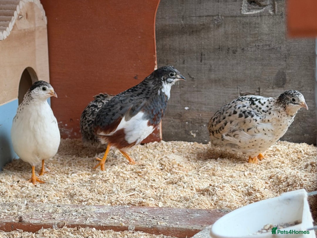 Quail poultry for sale: Quartet Chinese Painted Quail - Advert 3