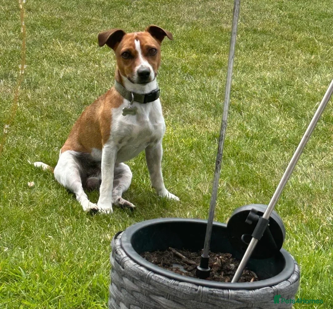 Jack Russell dogs for stud: Jack Russell stud available - Advert 2