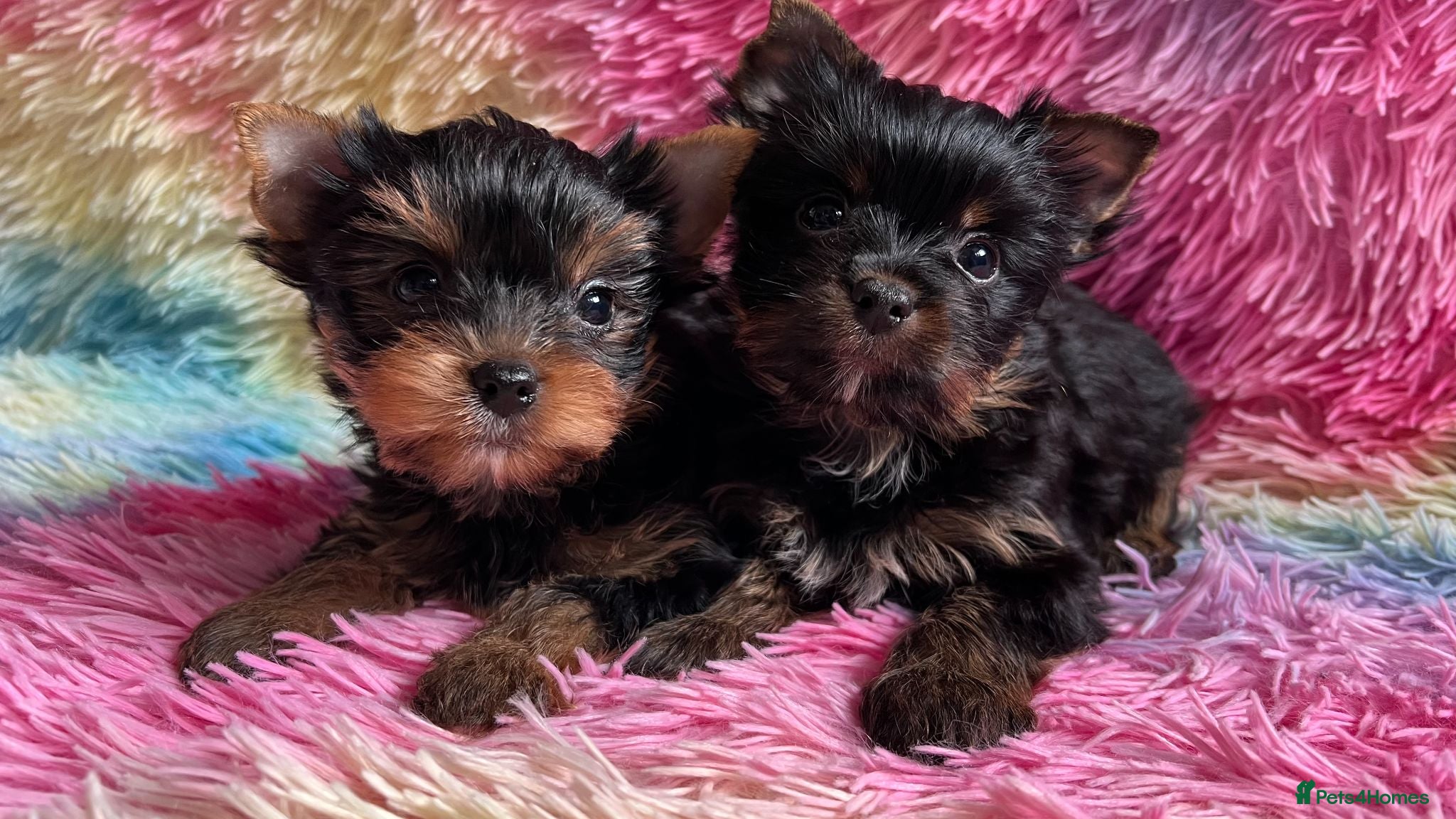 Yorkshire Terrier dogs Tiny pedigree Yorkie pups.  - Advert 7