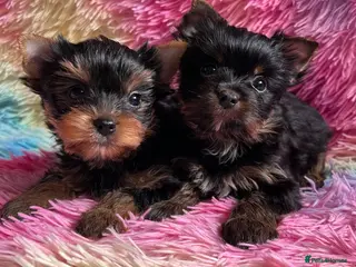 Yorkshire Terrier dogs Tiny pedigree Yorkie pups. - Advert 7