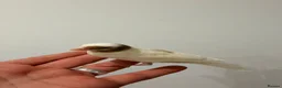 Canaries birds for sale: Crested and Gloster canry   - Advert 4