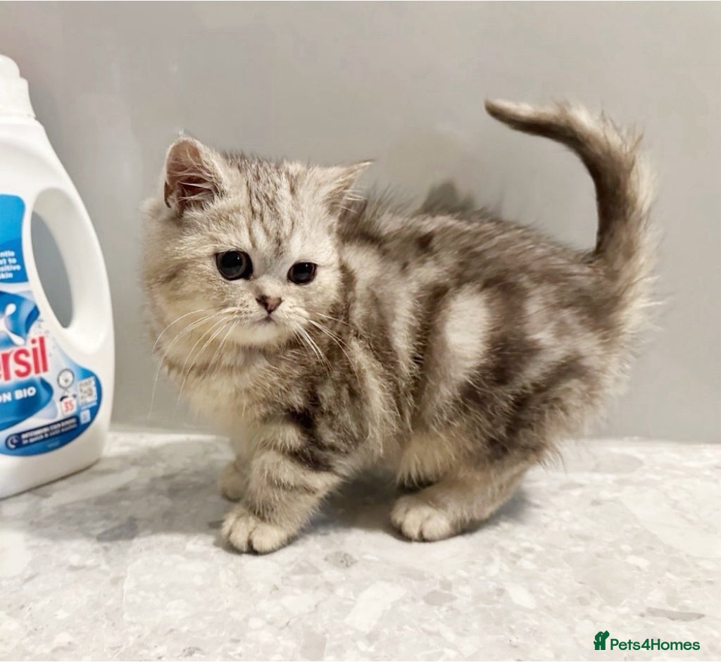 Scottish Fold cats LAST ONE 🩶SILVER SCOTTISH STRAIGHT BOY 🩶🤍  - Advert 12