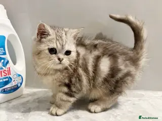 Scottish Fold cats LAST ONE 🩶SILVER SCOTTISH STRAIGHT BOY 🩶🤍 - Advert 12