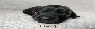 Twig
