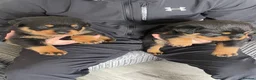 Rottweiler dogs for sale: Quality Rottweiler puppies  - Advert 6