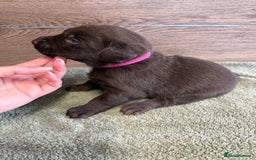 Labrador Retriever dogs for sale: Chunky chocolate labradors  - Image 24