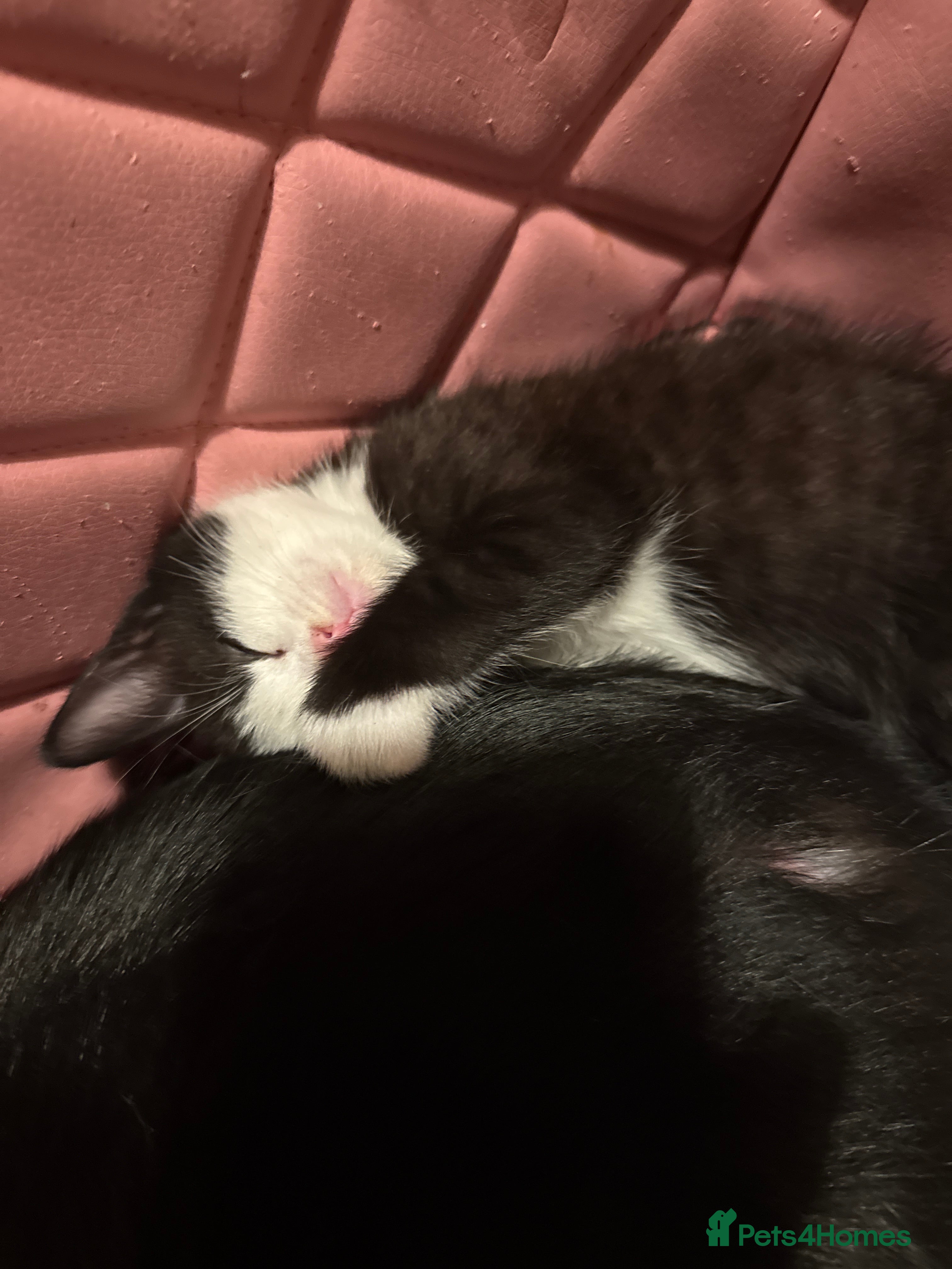 Khao Manee cats cute white and black kittens and one bengal cat - Advert 1