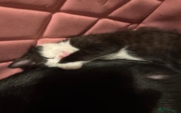 Khao Manee cats for sale: cute white and black kittens and one bengal cat - Image 1
