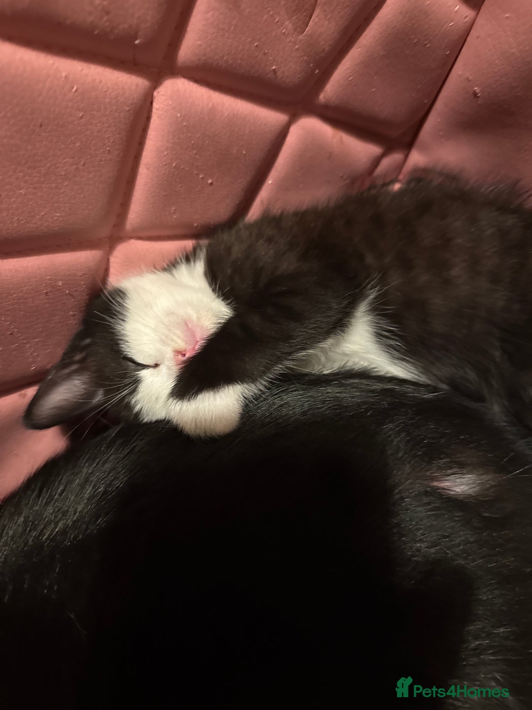 Khao Manee cats for sale: cute white and black kittens and one bengal cat - Image 1