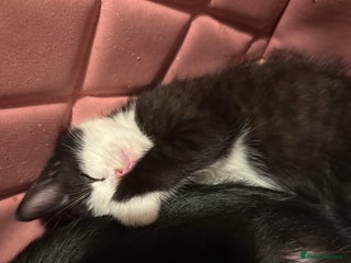 Khao Manee cats - Advert 2