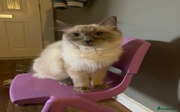 Ragdoll cats for sale: Ragdoll kittens  - Image 9