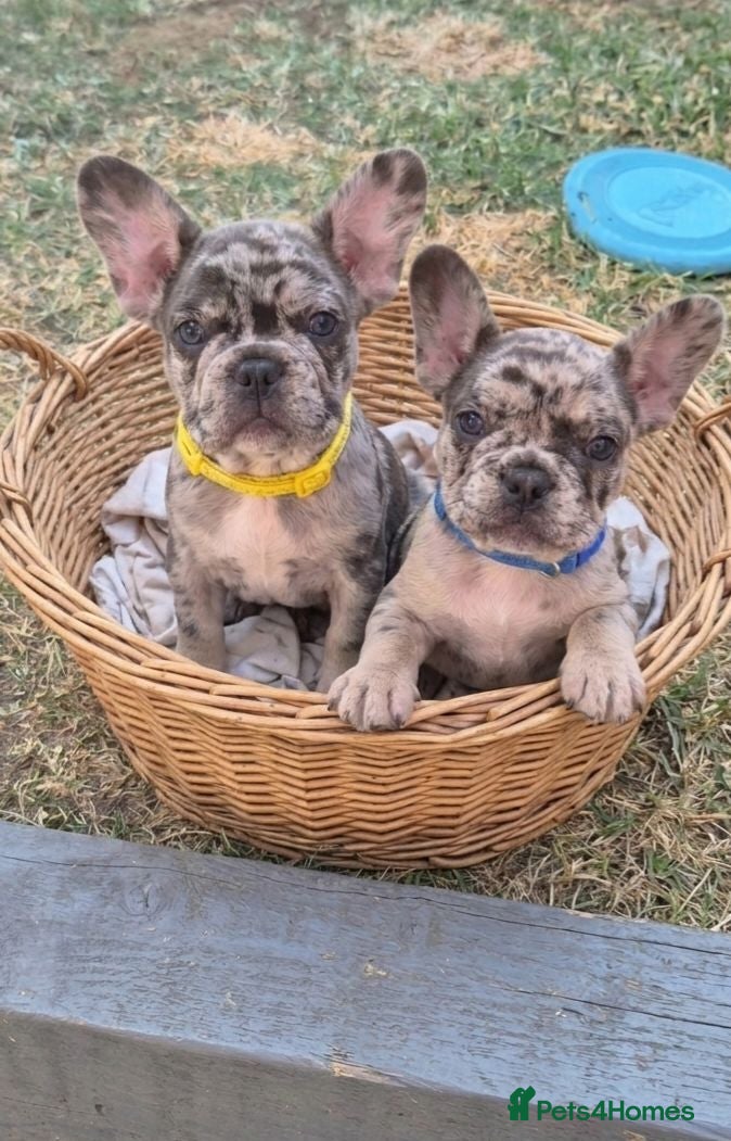 French Bulldog dogs 1 Girl 1 boy looking for their forever homes. - Advert 1