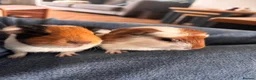 Guinea Pig rodents for sale:  Gorgeous Baby Guinea Pigs - Advert 6