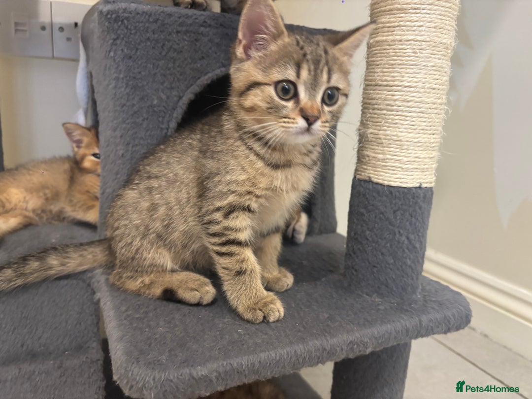 British Shorthair cats for sale: Ready to go BS kittens  - Image 22