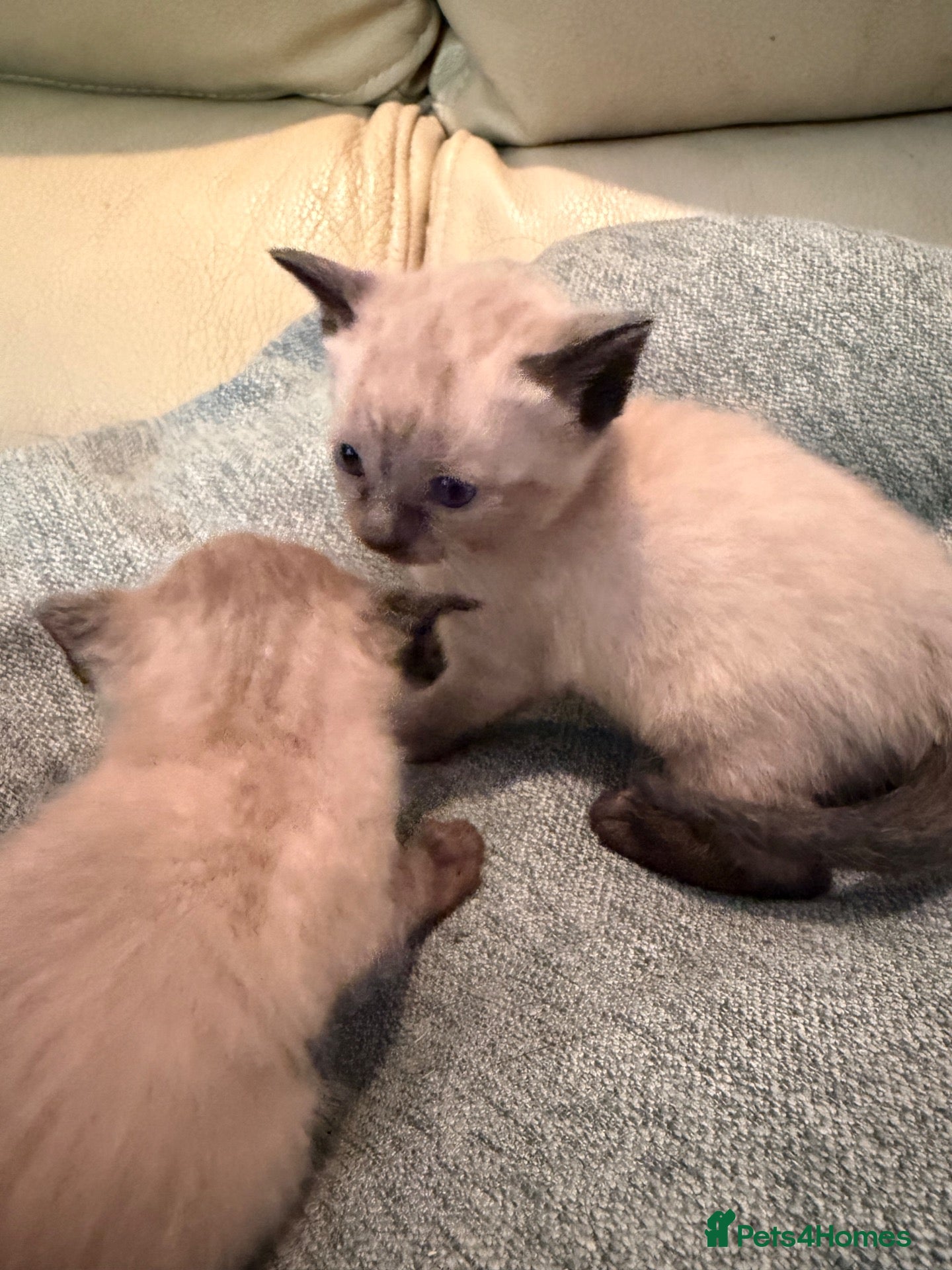 Siamese cats Siamese X  - Advert 1