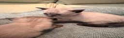 Siamese cats for sale: Siamese X  - Advert 1