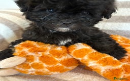 Shihpoo dogs for sale: Shih Tzu X poodle X Shihpoo - Image 6