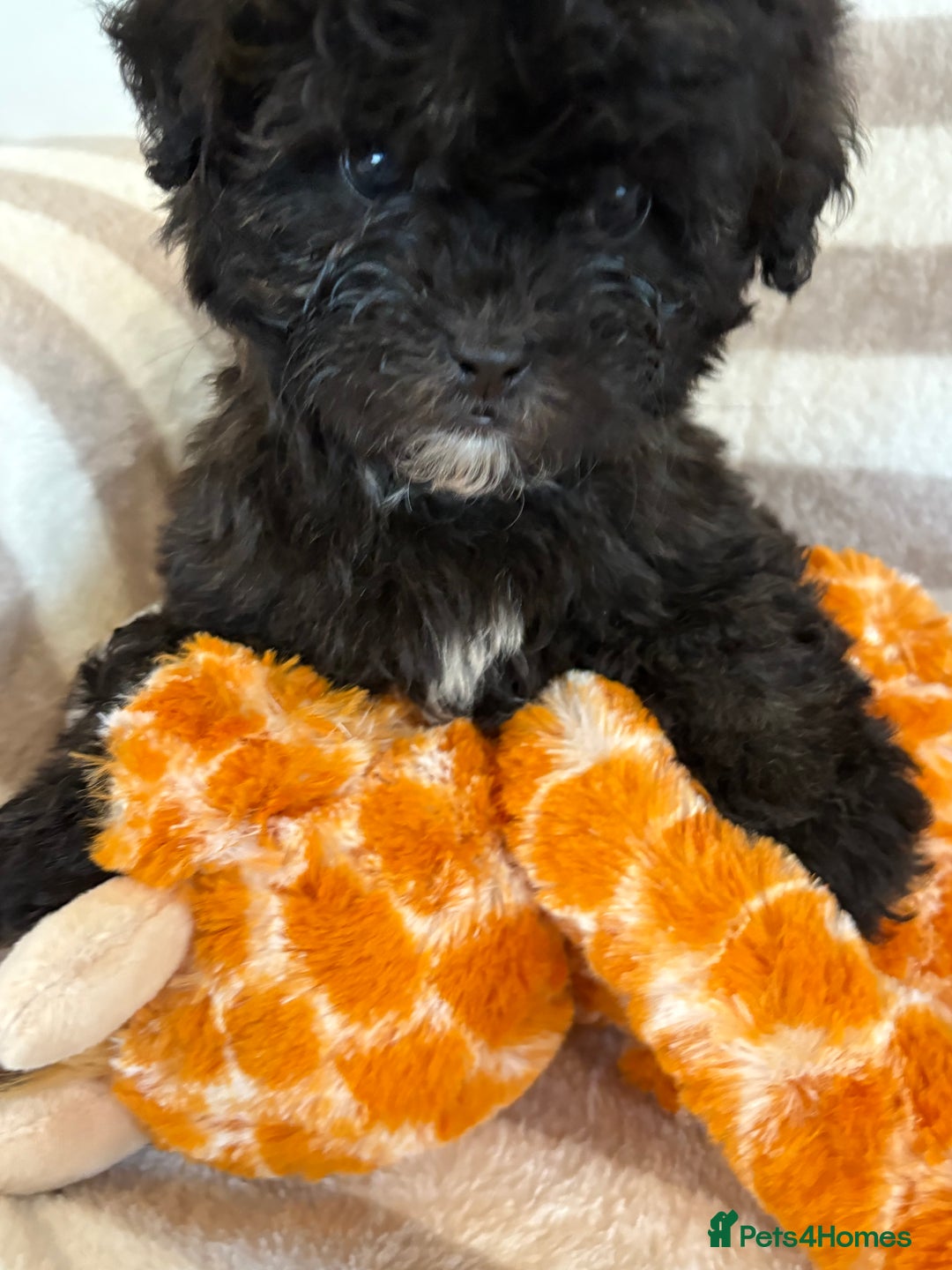 Shihpoo dogs for sale: Shih Tzu X poodle X Shihpoo - Image 6