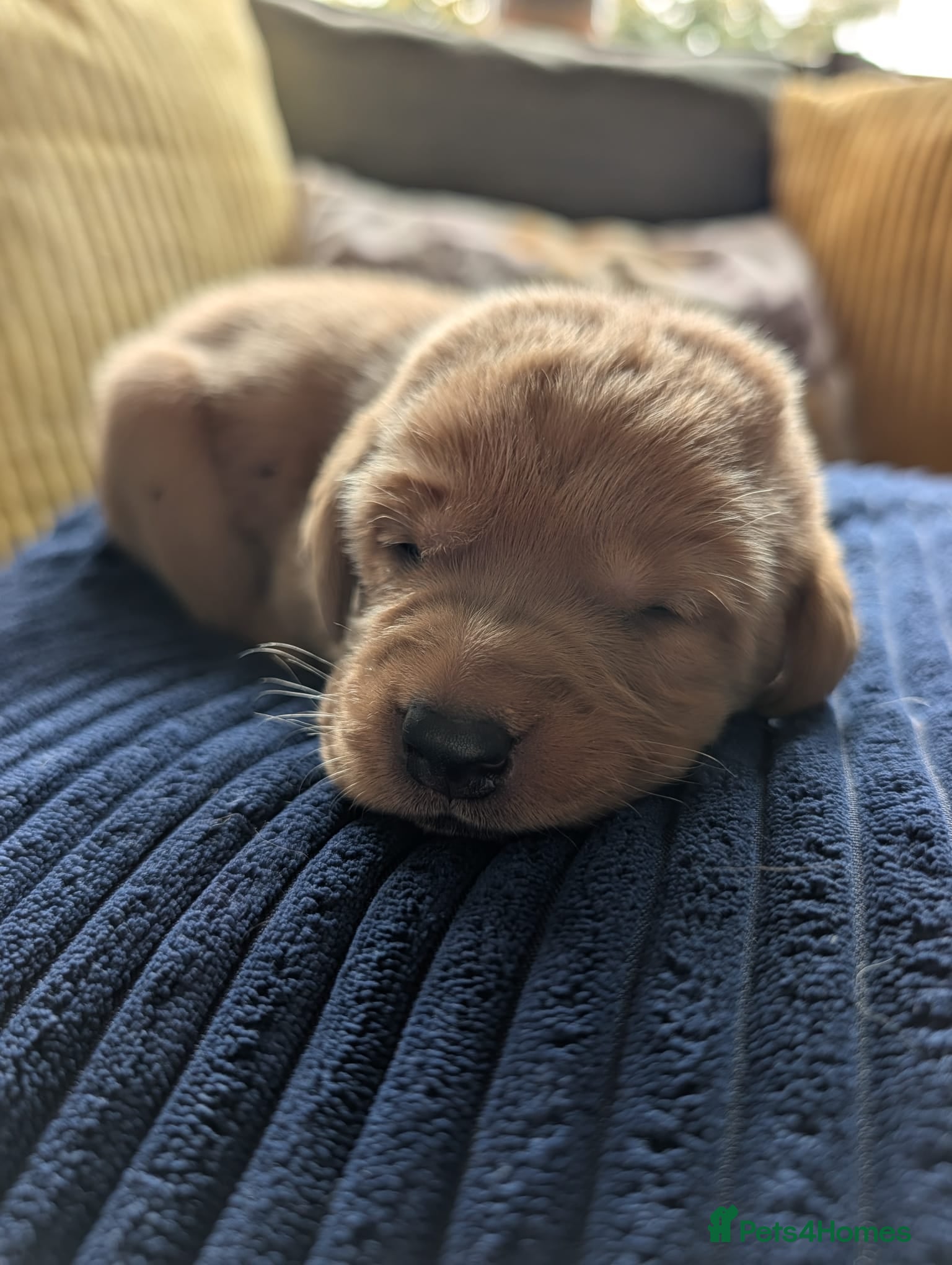 Labrador Retriever dogs Red fox Labrador puppies 4 male 3 female  - Advert 2