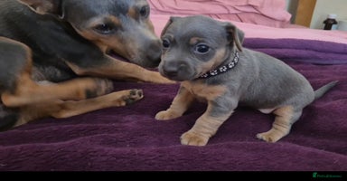 Jack Russell dogs - Advert 6