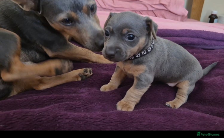 Jack Russell dogs - Advert 1