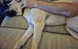 Mixed Breed dogs for adoption: Rocco - Norwich Norfolk  - Image 10