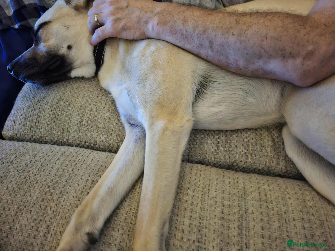 Mixed Breed dogs for adoption: Rocco - Norwich Norfolk  - Image 10