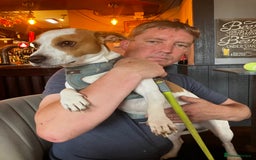 Jack Russell dogs for stud: Stud available  - Image 3